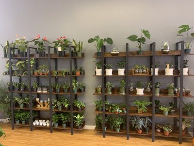 Mayberry Jungle opens doors in Mayville